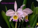 Cattleya eldorado M.Ito